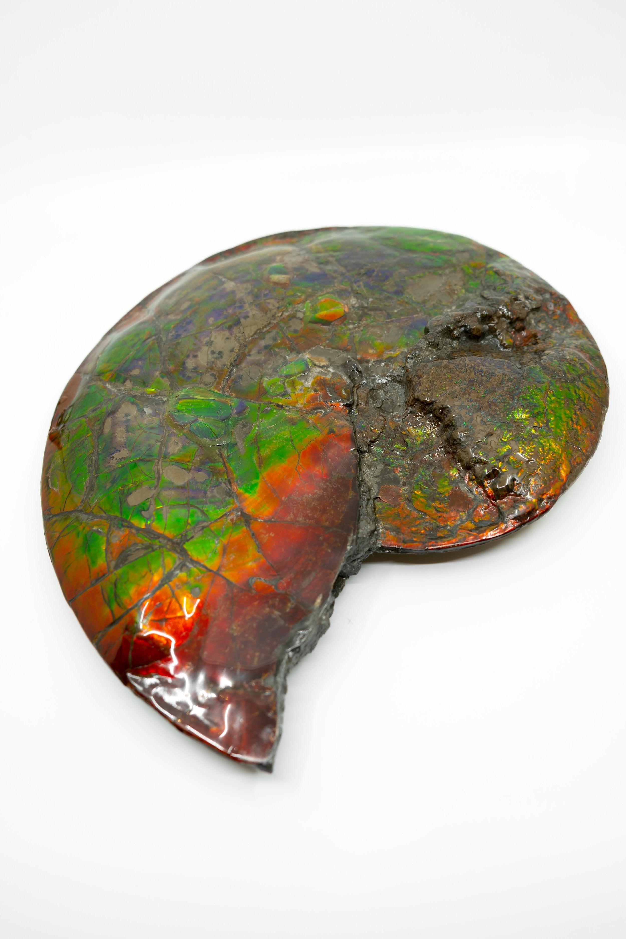 Amalides Shell Double Sided Complete Ammolite Shell – Stones Jewellery Victoria